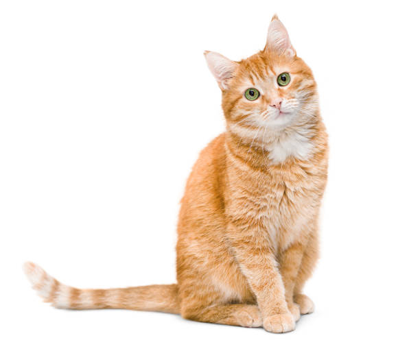 🐱 Dieta Balanceada Para Tu Gato: Cómo Elegir El Mejor Alimento